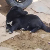 سگ‌‌پا‌کو‌تاه