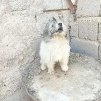 سگ پاکوتاه