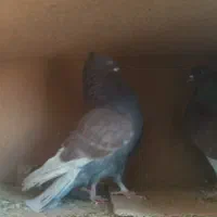 بخون خال قدیم بالای ۱۰ ساعت سرخ سرور گرگی کله