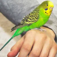 مرغ عشق ماده سبز