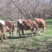 گاو سمینتال