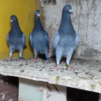 جوجه آلمانی پلاکی