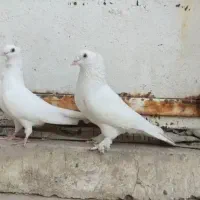 کبوتر|پرنده|کرخه, |دیوار
