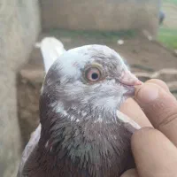 کبوتر|پرنده|انگوت, |دیوار
