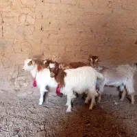 ۴ عدد کره ۲تا نر ۲تاماده