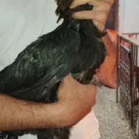 مرغ لاری