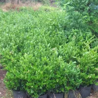 فروش یاس هلندی تعداد ۲۰۰۰ عدد سطل ۱۰