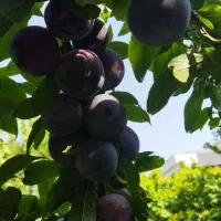 الو تازه بدون کرم
