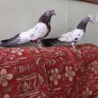 کفترکله سرور عتیقه
