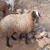 میش جوان شال