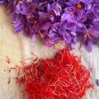 زعفران استهبان اصل و ممتاز 1 مثقال