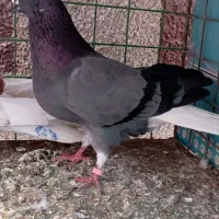 سبز ماده تخت  دمسفید