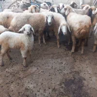 ۷جفت گوسفند  ماده جوان آبستن جفتی ۵۵ میلیون