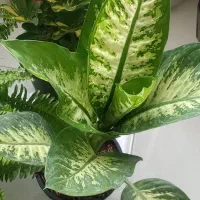 انواع گل های آپارتمانی