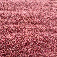سماق قرمز