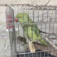 کبوتر سبز