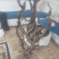 دوعدد پایه گل