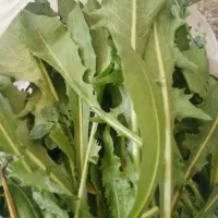 کاسنی تازه