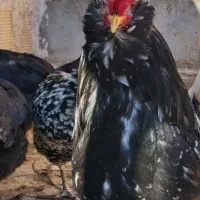 خروس گلین‌ جوان