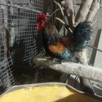 با سلام یک خروس خارجی