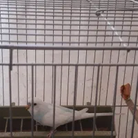 جفت مرغ عشق