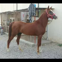 اسب