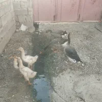 قازفروشی