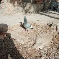 سبزپلنگ