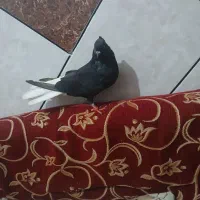 ماده اشعل