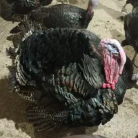 بوقلمون بزرگه پرواری و جوجه