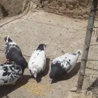 کبوتر کله سارسینه جنگلی امری