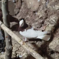 کفتر|پرنده|صفی آباد, |دیوار