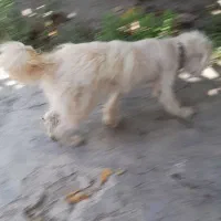 سگ پاکوتا پشمالو ماده