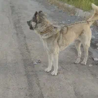 واگذاری سگ سرابی