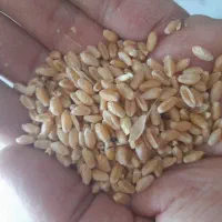 گندم قوت دار برای نان