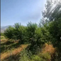 فروش-باغ