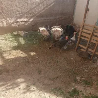 بوقلمون ماده