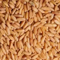 گندم دیمی و ابی 1 تن و نیم