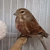 قناری سینه سرخ