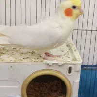 عروس هلندی
