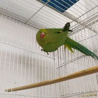 ملنگو ماده بالغ