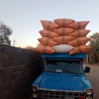کاه گندم