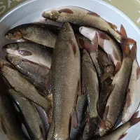 ماهی