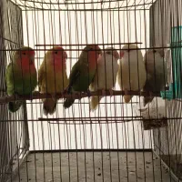 6تاطوطی کوتوله برزیلی