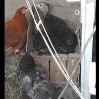 بوقلمون کرچ