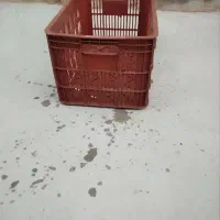 سبد