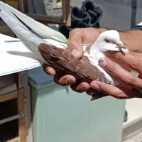 ۵ عدد کبوتر تهرانی
