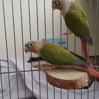 گرینچیک جفت