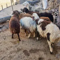 ۲۱ عدد بره افشاری درجه یک