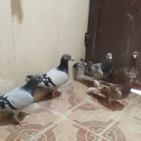 پرنده